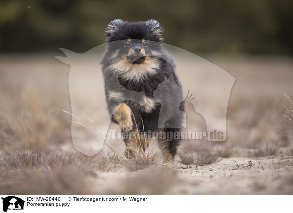 Pomeranian puppy / MW-28440