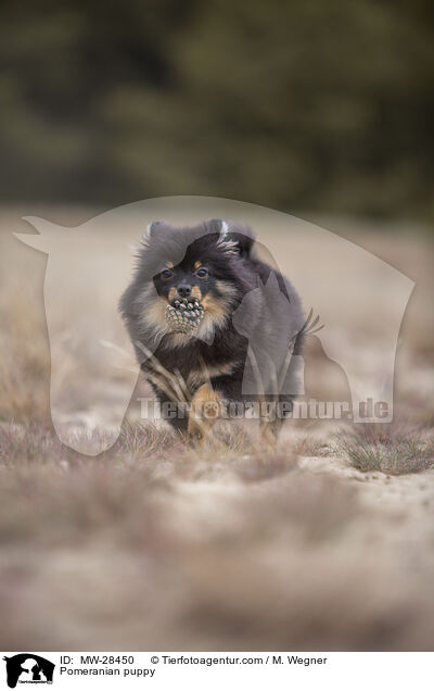 Pomeranian Welpe / Pomeranian puppy / MW-28450