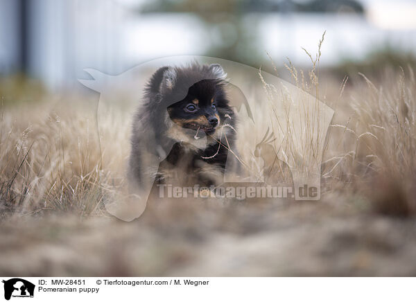 Pomeranian Welpe / Pomeranian puppy / MW-28451