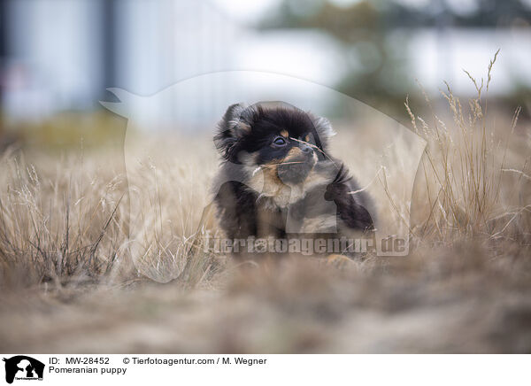 Pomeranian Welpe / Pomeranian puppy / MW-28452