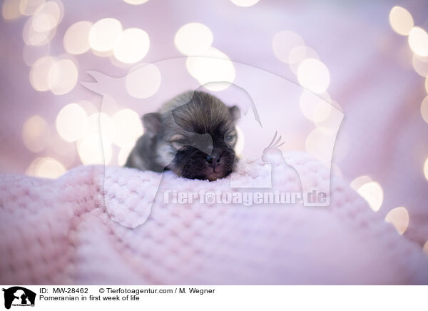 Pomeranian in erster Lebenswoche / Pomeranian in first week of life / MW-28462