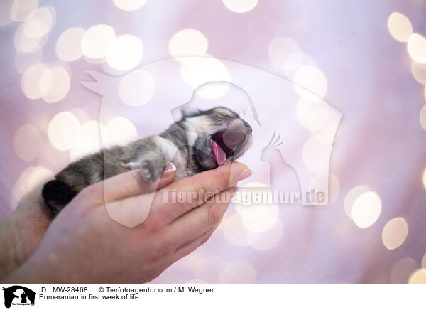Pomeranian in erster Lebenswoche / Pomeranian in first week of life / MW-28468