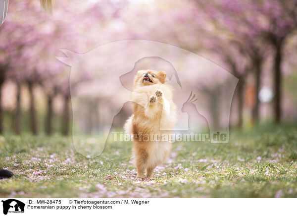 Pomeranian Welpe in der Kirschblte / Pomeranian puppy in cherry blossom / MW-28475