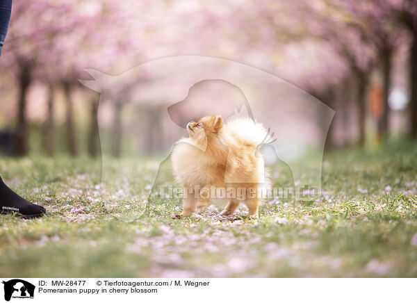 Pomeranian Welpe in der Kirschblte / Pomeranian puppy in cherry blossom / MW-28477