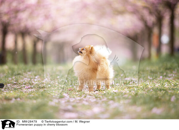 Pomeranian Welpe in der Kirschblte / Pomeranian puppy in cherry blossom / MW-28479