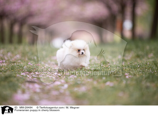 Pomeranian Welpe in der Kirschblte / Pomeranian puppy in cherry blossom / MW-28484