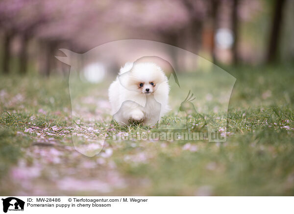 Pomeranian Welpe in der Kirschblte / Pomeranian puppy in cherry blossom / MW-28486