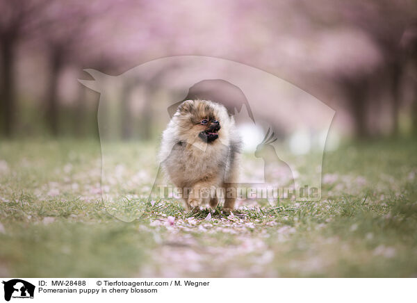 Pomeranian Welpe in der Kirschblte / Pomeranian puppy in cherry blossom / MW-28488
