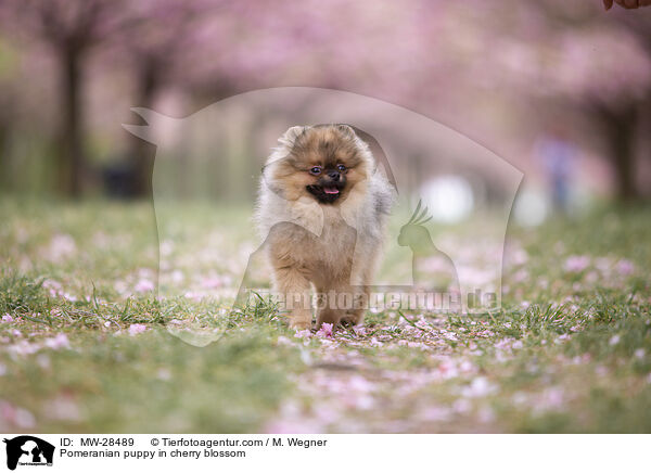 Pomeranian Welpe in der Kirschblte / Pomeranian puppy in cherry blossom / MW-28489