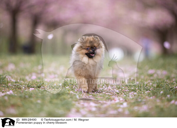 Pomeranian Welpe in der Kirschblte / Pomeranian puppy in cherry blossom / MW-28490