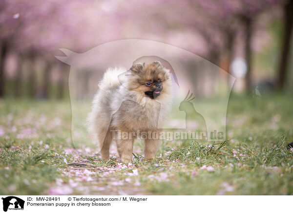 Pomeranian Welpe in der Kirschblte / Pomeranian puppy in cherry blossom / MW-28491
