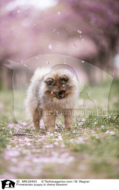 Pomeranian Welpe in der Kirschblte / Pomeranian puppy in cherry blossom / MW-28493