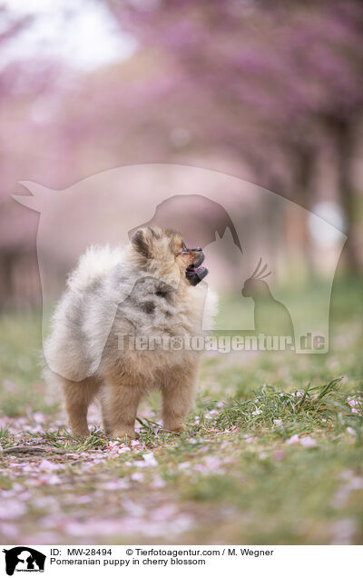 Pomeranian Welpe in der Kirschblte / Pomeranian puppy in cherry blossom / MW-28494