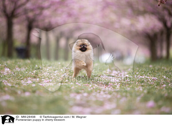 Pomeranian Welpe in der Kirschblte / Pomeranian puppy in cherry blossom / MW-28498