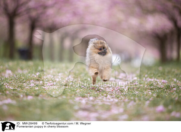 Pomeranian Welpe in der Kirschblte / Pomeranian puppy in cherry blossom / MW-28499
