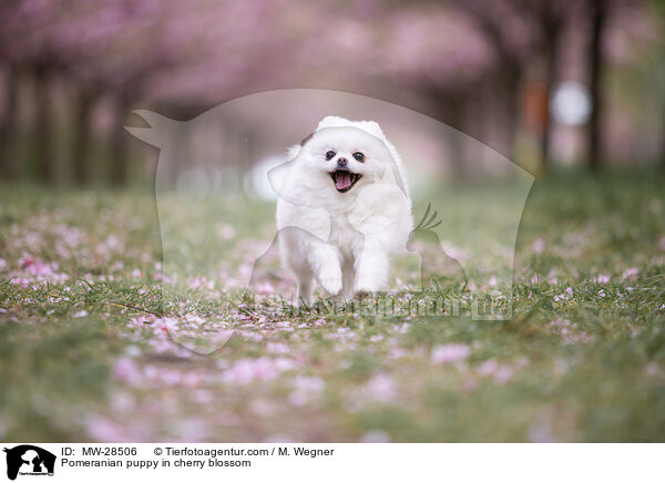 Pomeranian Welpe in der Kirschblte / Pomeranian puppy in cherry blossom / MW-28506