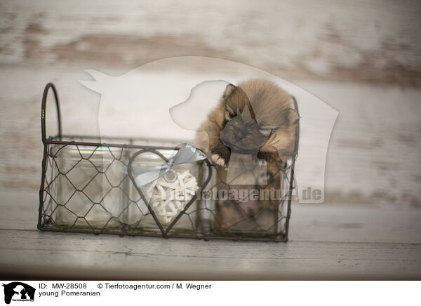 sehr junger Pomeranian / young Pomeranian / MW-28508