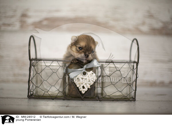 sehr junger Pomeranian / young Pomeranian / MW-28512