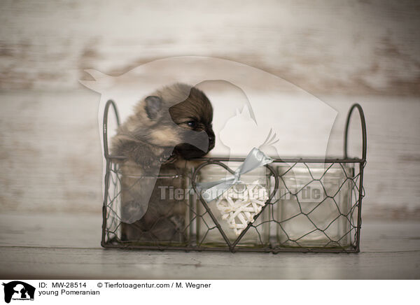 young Pomeranian / MW-28514