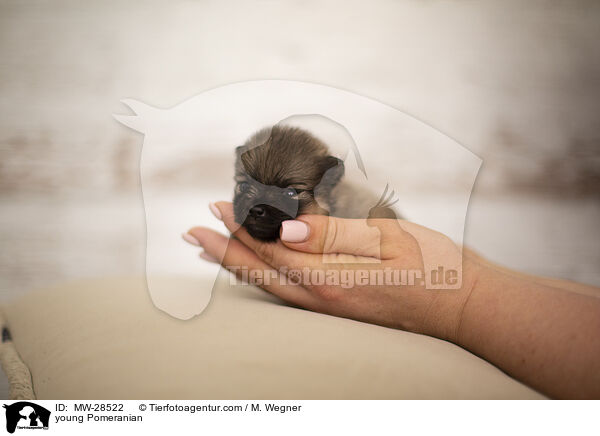 young Pomeranian / MW-28522