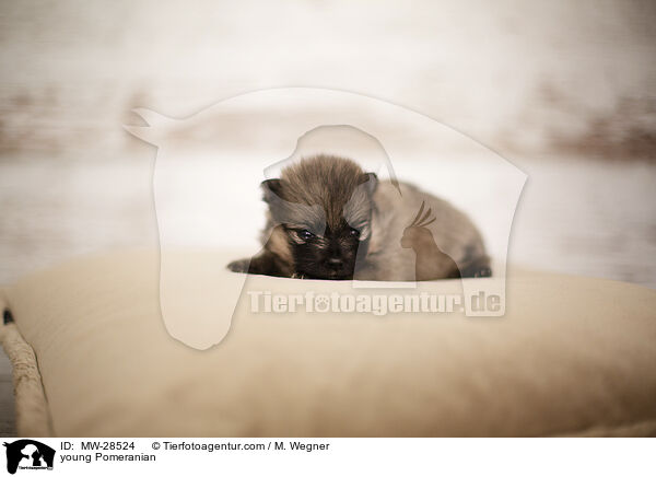 sehr junger Pomeranian / young Pomeranian / MW-28524