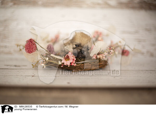 sehr junger Pomeranian / young Pomeranian / MW-28535