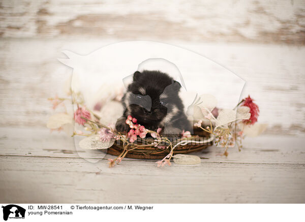 sehr junger Pomeranian / young Pomeranian / MW-28541
