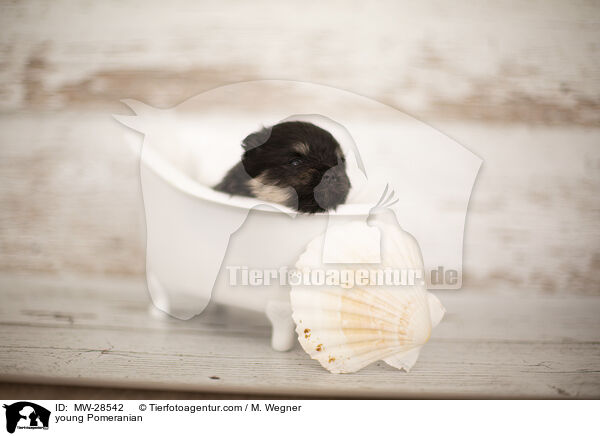 young Pomeranian / MW-28542