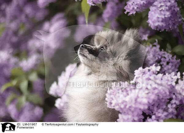 Pomeranian / Pomeranian / LM-01967