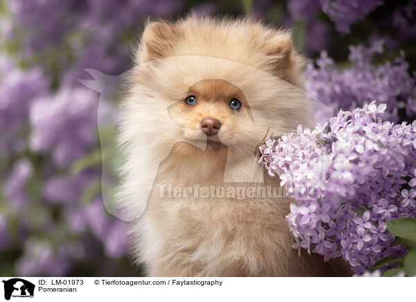 Pomeranian / Pomeranian / LM-01973