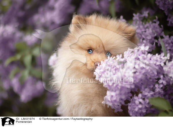 Pomeranian / Pomeranian / LM-01974