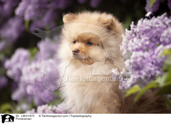 Pomeranian / Pomeranian / LM-01975
