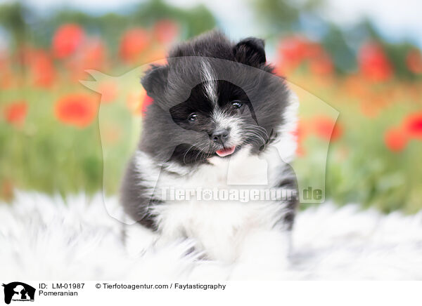 Pomeranian / Pomeranian / LM-01987