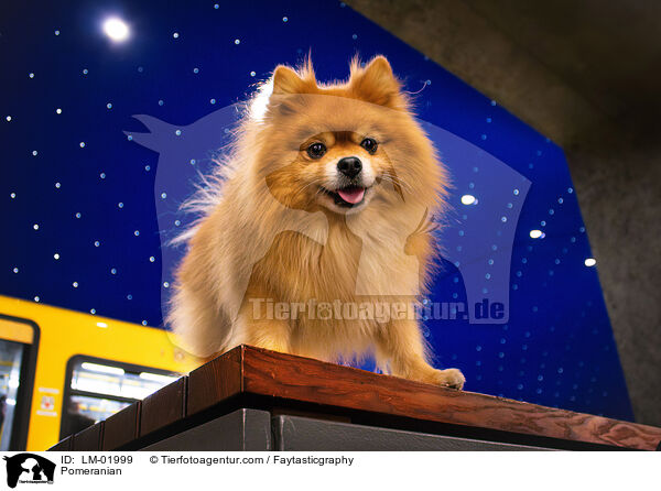 Pomeranian / Pomeranian / LM-01999