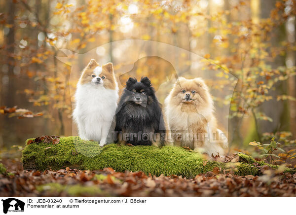 Pomeranian at autumn / JEB-03240