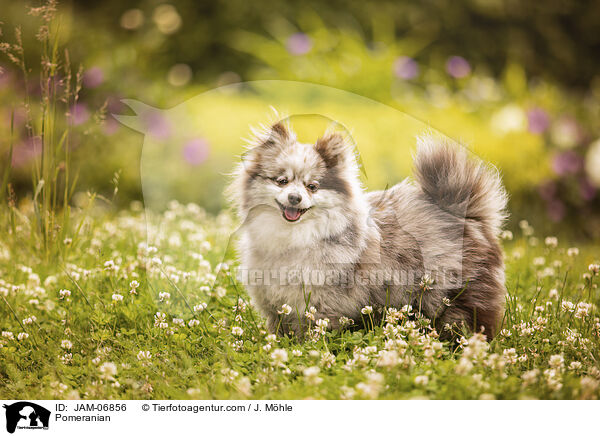 Pomeranian / Pomeranian / JAM-06856