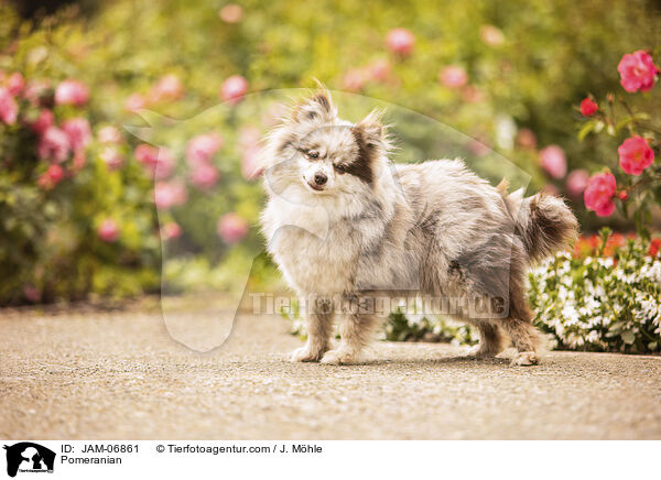 Pomeranian / Pomeranian / JAM-06861