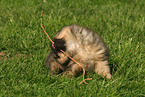 playing Kleinspitz Puppy