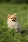 sitting Miniature Spitz
