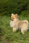 standing Miniature Spitz