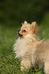 Miniature Spitz on meadow