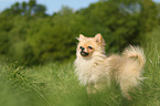 standing Miniature Spitz