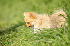 Miniature Spitz on meadow