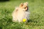 standing Miniature Spitz