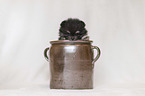 Pomeranian Puppy in front of white background