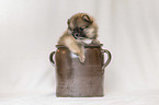 Pomeranian Puppy in front of white background