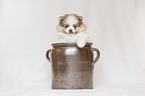 Pomeranian Puppy in front of white background