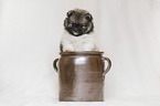 Pomeranian Puppy in front of white background