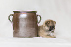 Pomeranian Puppy in front of white background