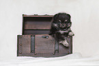 Pomeranian Puppy in front of white background